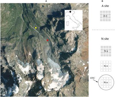 Plant Regeneration Above the Species Elevational Leading Edge: Trade-Off Between Seedling Recruitment and Plant Production